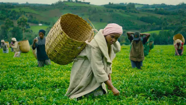 VIDEO | Zuchu - Napambana | Mp4 Download